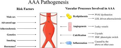 A Novel Hypothesis: A Role for Follicle Stimulating Hormone in Abdominal Aortic Aneurysm Development in Postmenopausal Women